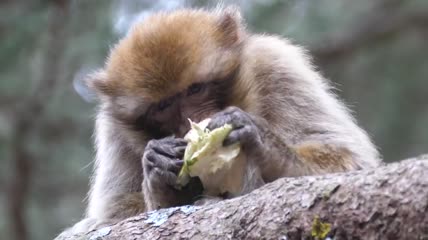 巴巴里猿在树上吃水果特写实拍