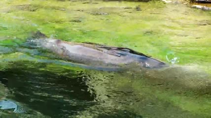 水里畅游的海豹特写实拍