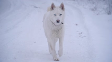 白狗走在积雪的小路上特写实拍