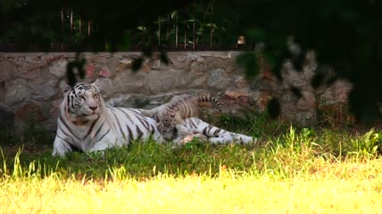 白虎和她的幼崽躺在草地上特写实拍