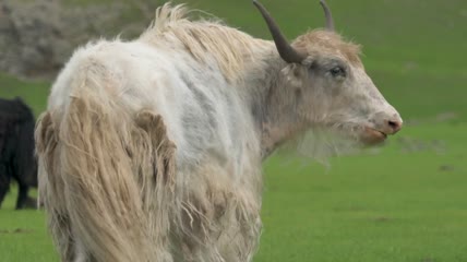 白角牛在山谷里吃草特写实拍