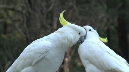 白色的大鸟互相爱抚特写实拍