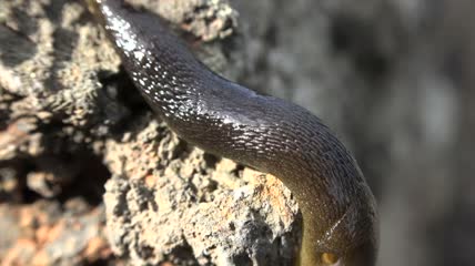 鼻涕虫爬行特写实拍
