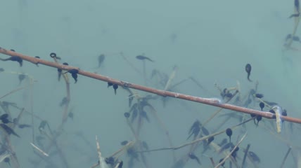 碧水中的一群蝌蚪特写实拍