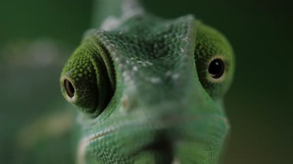 变色龙的眼睛移动特写实拍