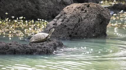 海龟跳进池塘里特写实拍