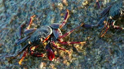 海浪拍打着有螃蟹的岩石特写实拍