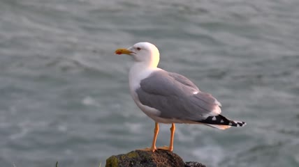 海鸥站在岩石上特写实拍