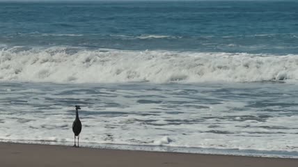 海滩上的海鸟特写实拍