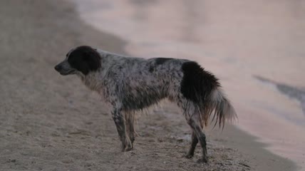 海滩上的流浪狗特写实拍