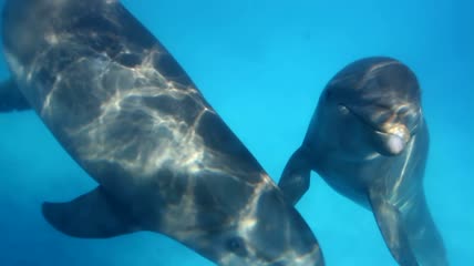 海豚在水下特写实拍