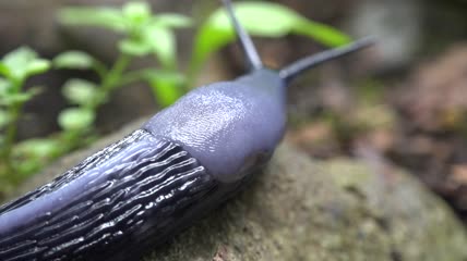 黑色鼻涕虫在岩石上爬行特写实拍