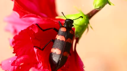 红花上的黑红相间的甲虫特写实拍