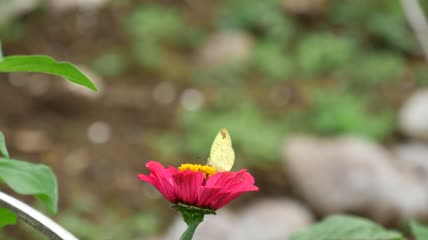 红色花朵上的黄色蝴蝶特写实拍