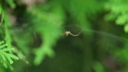 看不见的网上的蜘蛛特写实拍