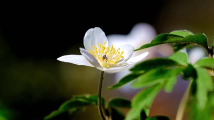 木海葵开花特写实拍