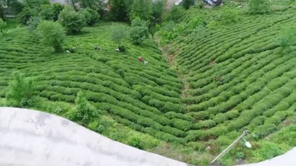村子边缘的茶园航拍