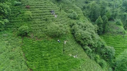 茶园露台上的工人航拍