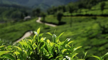 山坡上的种植园实拍