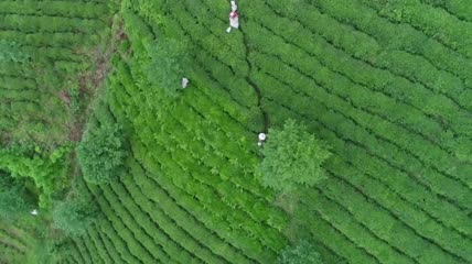 茶园露台航拍