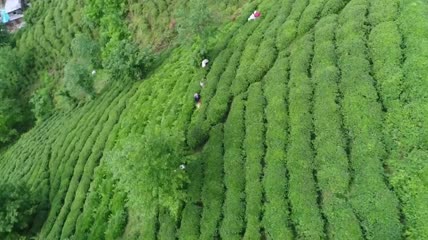 在茶田工作的人们航拍