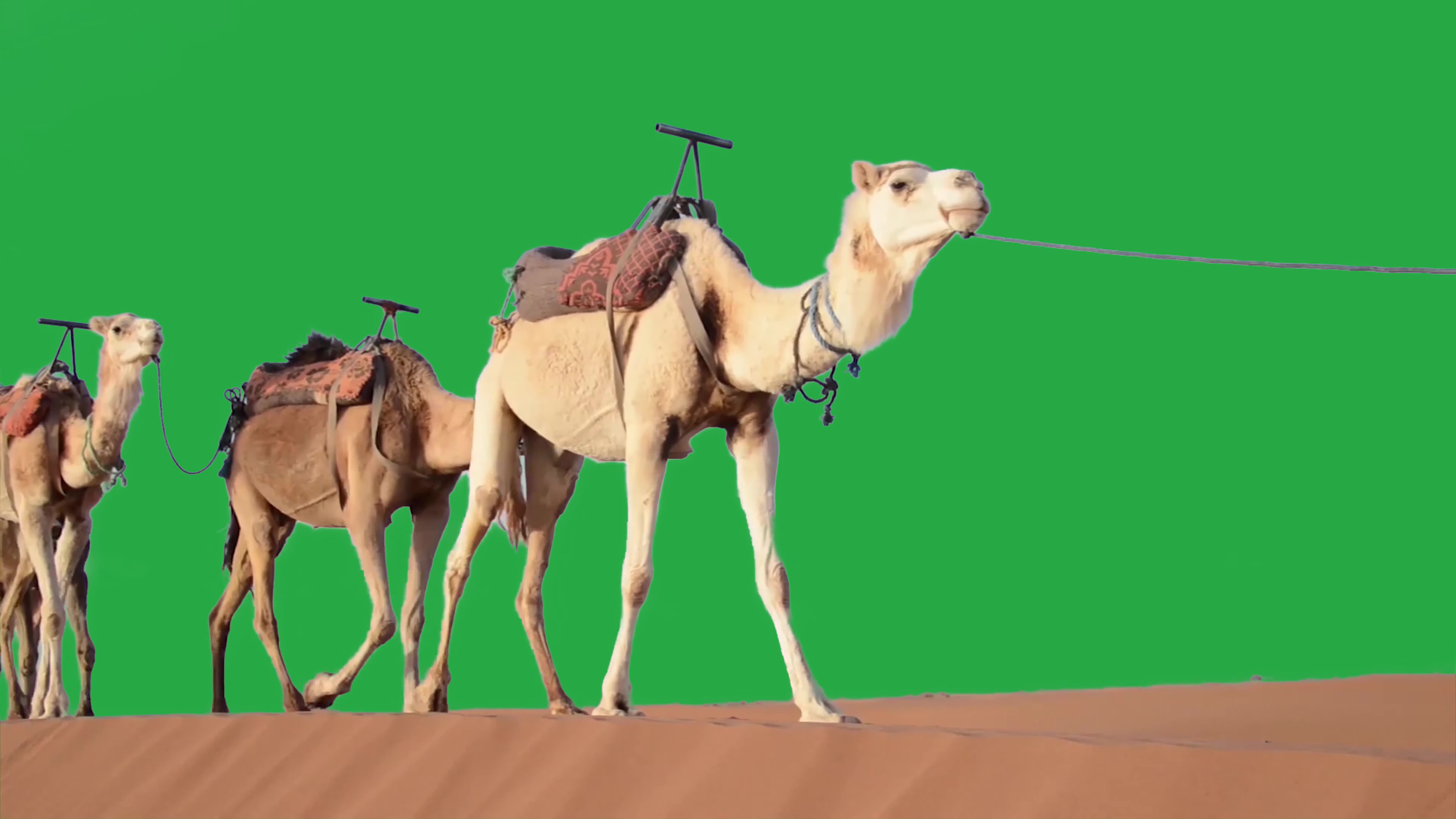 绿幕骆驼视频素材