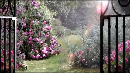 唯美花园鲜花雨露视频