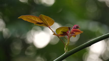 光影嫩芽特写实拍