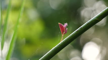 光影嫩芽实拍