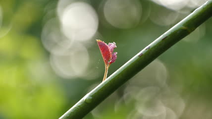 光影嫩芽特写