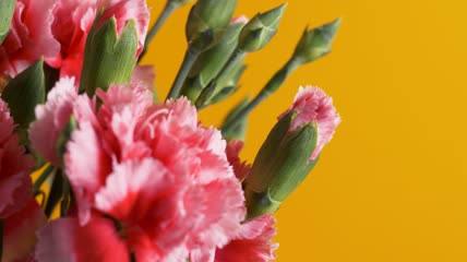 粉红色的花束特写