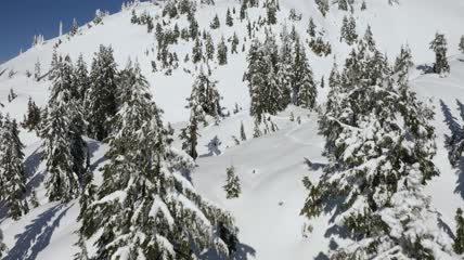 加拿大的雪坡和松树覆盖航拍