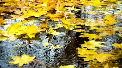 雨落在地上的枫叶上特写实拍