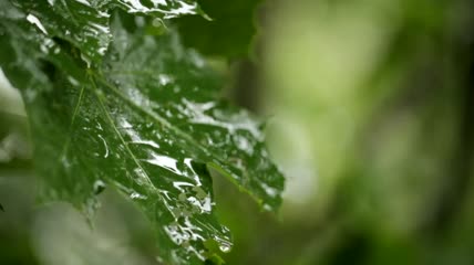 雨落在枫叶上特写实拍