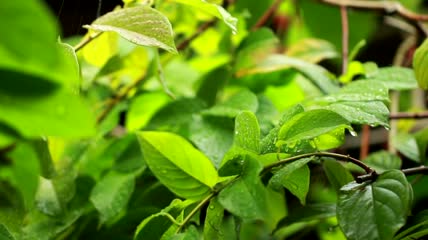 雨落在健康的植物上特写实拍