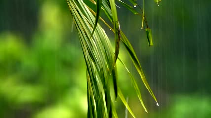 雨落在蕨类植物上特写实拍