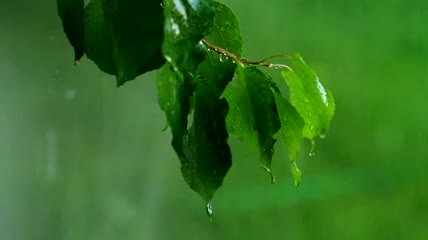 雨落在枝叶上特写实拍