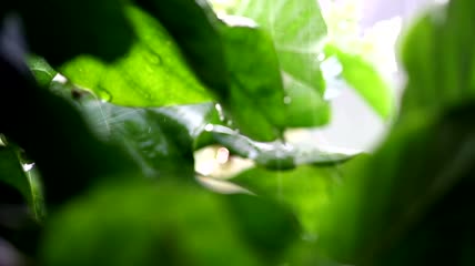 雨落在植物上特写实拍
