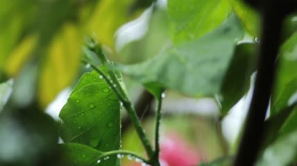 雨轻轻地落在花园的树叶上特写实拍