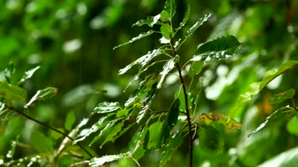雨下的绿色树枝特写实拍