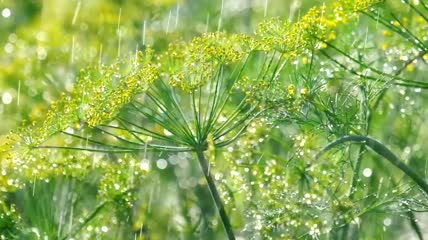 雨下的植物特写实拍