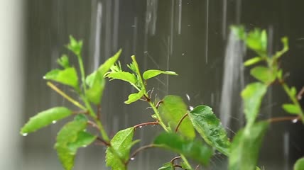 雨中的芙蓉特写实拍