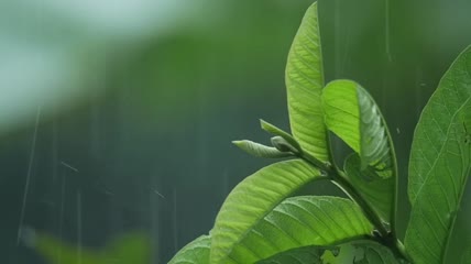 雨中的园林植物特写实拍