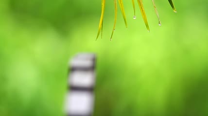 雨中的棕榈叶特写实拍