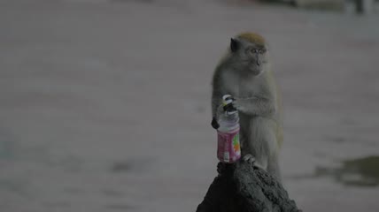 雨中拿着塑料瓶的猴子特写实拍