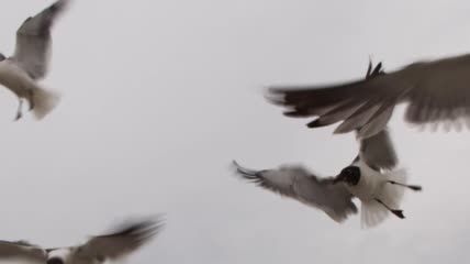 暴风雨前飞翔的海鸥特写实拍
