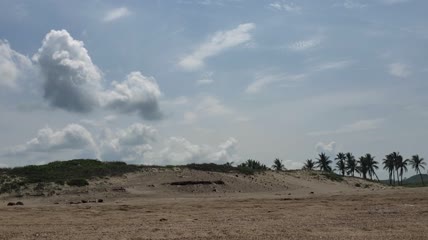 海滩棕榈树上空的云彩实拍
