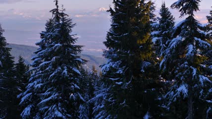 加拿大森林里白雪覆盖的松树特写实拍