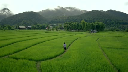 男人走过稻田实拍