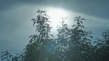 透过树叶看到的太阳视频